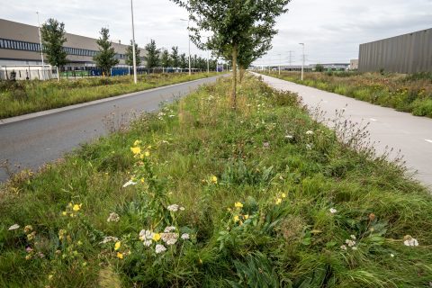 Innovatie Verhoogd fietspad als dijkvoorziening - Hessenpoort Zwolle