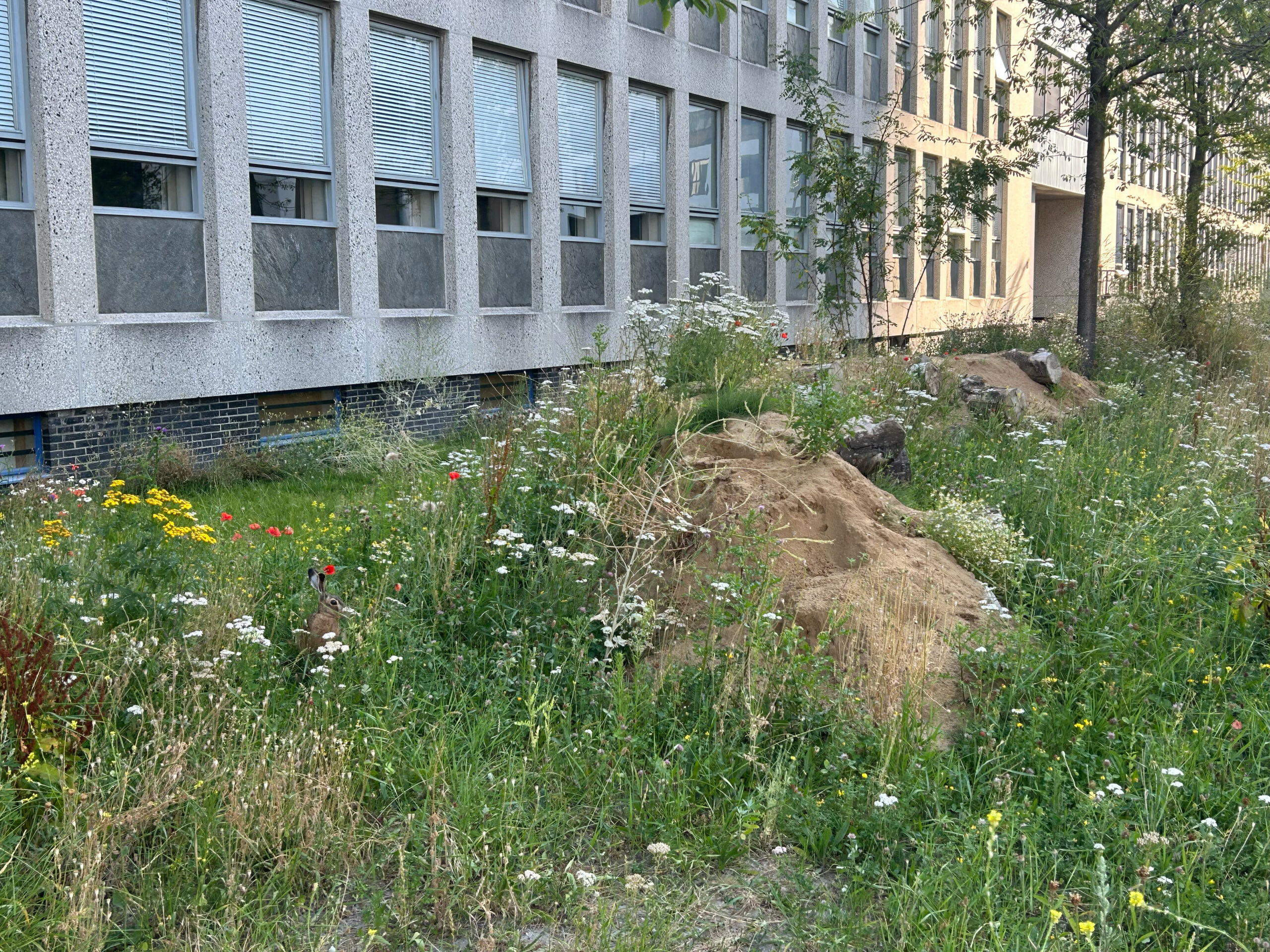 Innovatie Bijenrug als eenvoudige verbinding natuurlijke omgeving
