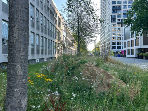Innovatie Bijenrug als eenvoudige verbinding natuurlijke omgeving