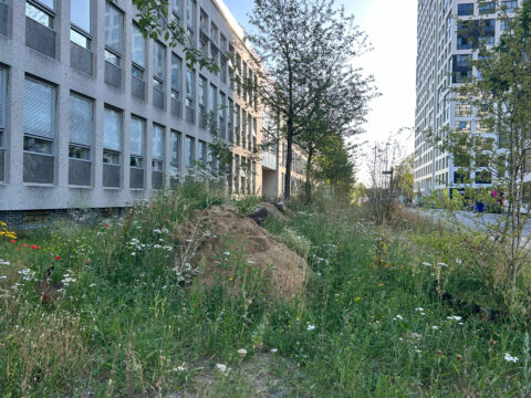 Innovatie Bijenrug als eenvoudige verbinding natuurlijke omgeving