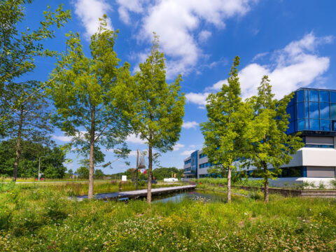 Innovatie Waterzuivering, wandelcomfort en biodiversiteitboost Zwijndrecht