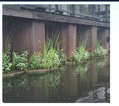 Innovatie Damwand vergroenen bij wisselend waterpeil