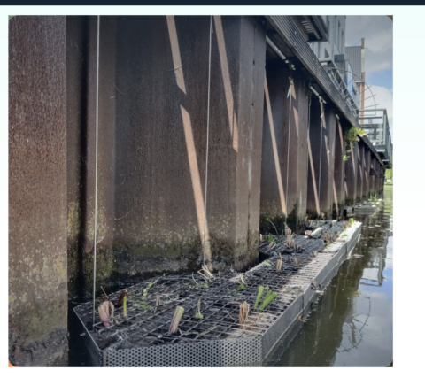 Innovatie Damwand vergroenen bij wisselend waterpeil