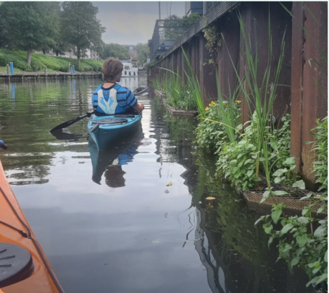 Innovatie Damwand vergroenen bij wisselend waterpeil