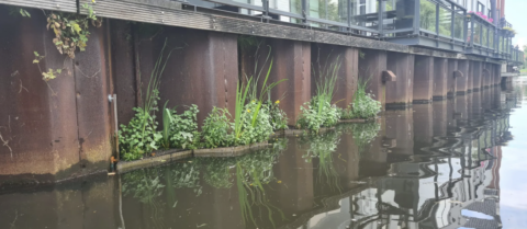 Innovatie Damwand vergroenen bij wisselend waterpeil
