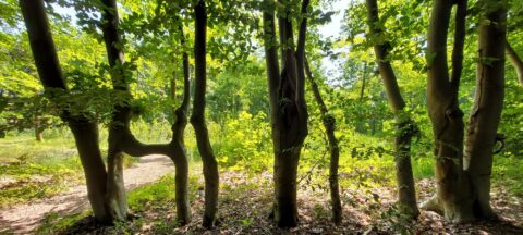 Innovatie Belang biodiversiteit voor beleggers
