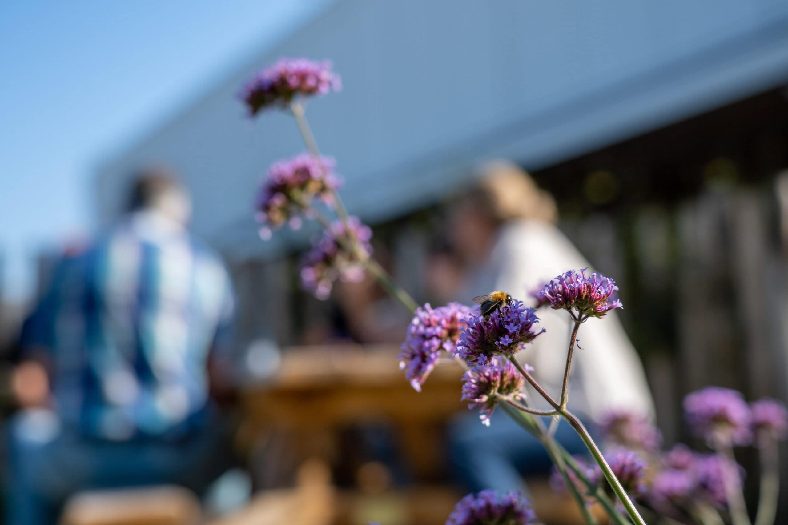 Bijen op lavendel voor een duurzame werklandschap van de toekomst.