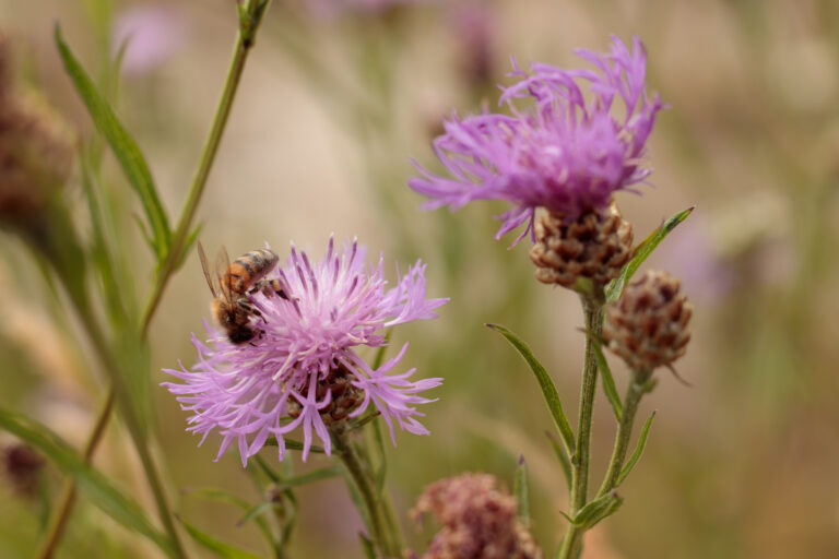 Bijen op roze bloem in een natuurlijk landschap.