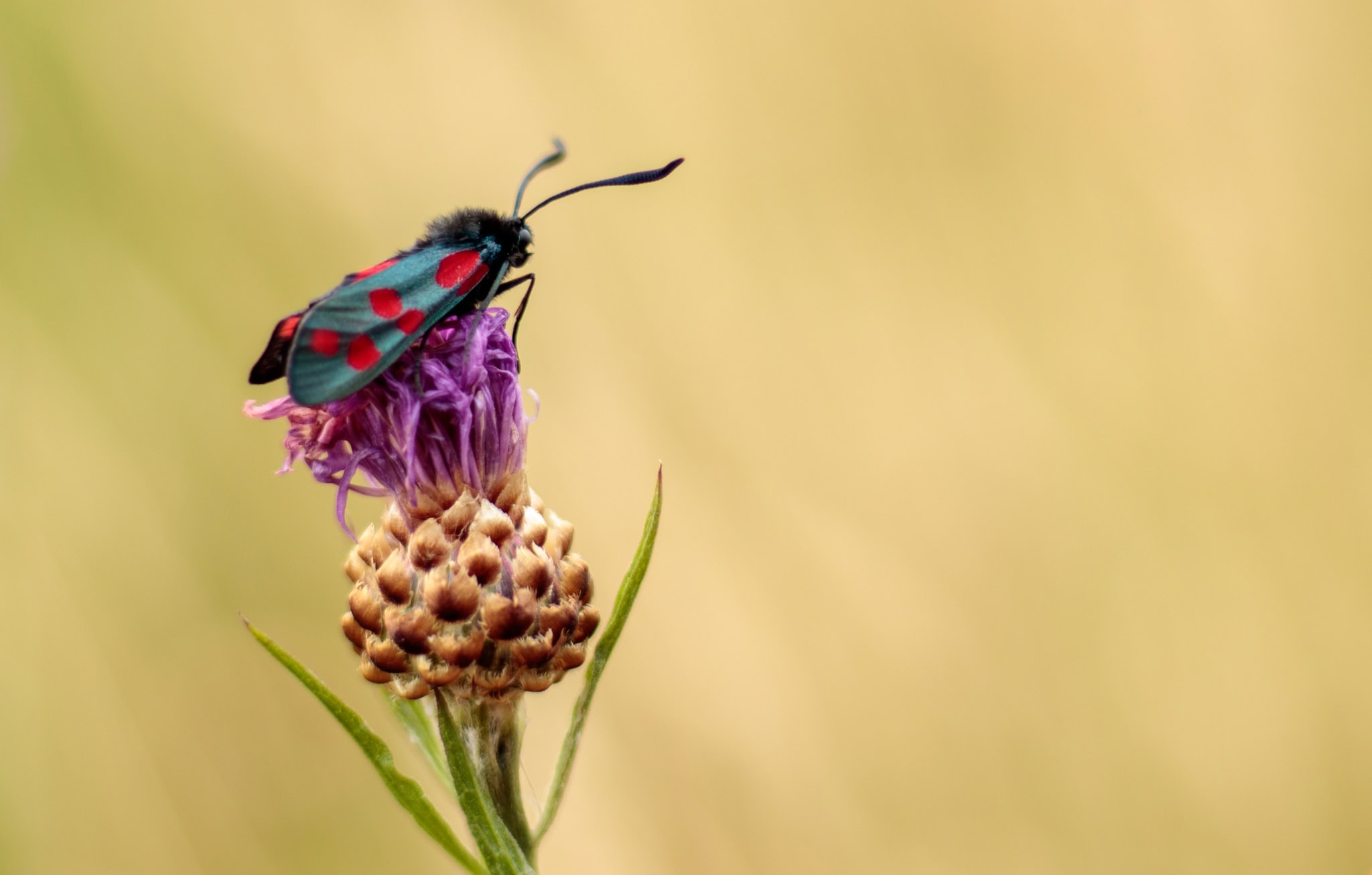 Vlieg op een bloem met heldere gekleurde vleugels en zwarte kop.