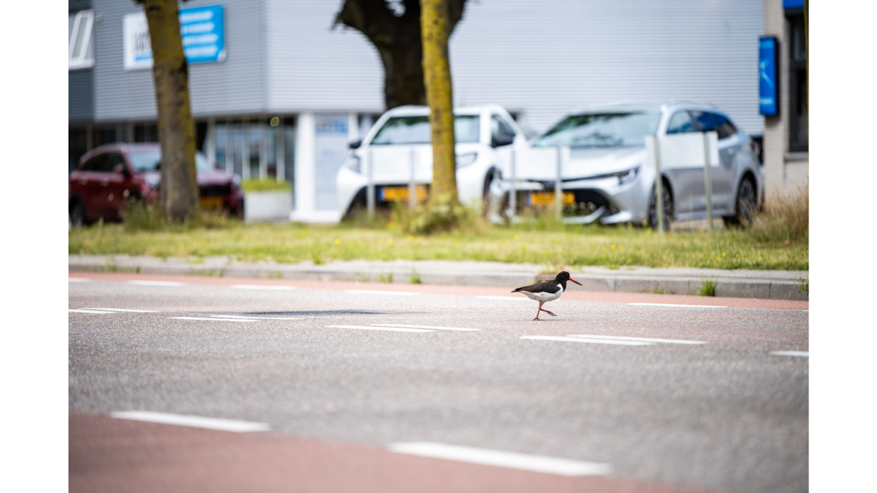 Fotograaf: Rick Mellink
