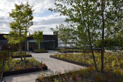 Innovatie Transformatie naar gezamenlijk verblijfsdak met lichtgewicht groenmodules