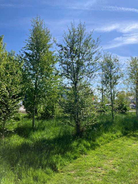 Innovatie Eigen Koplopersbos meer dan CO2 compensatie