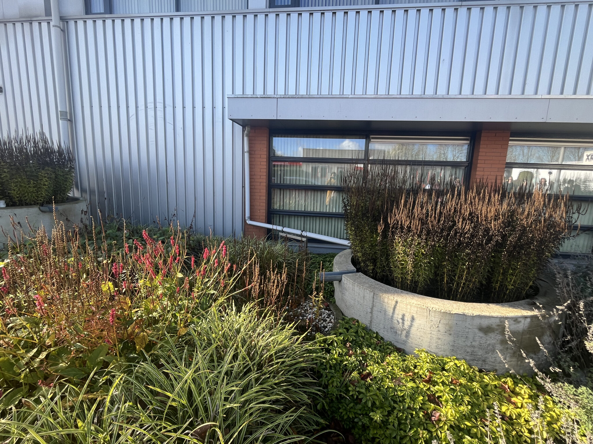 Ruige, groene kantoor tuin met planten en bloemen, duurzame werklandschappen.