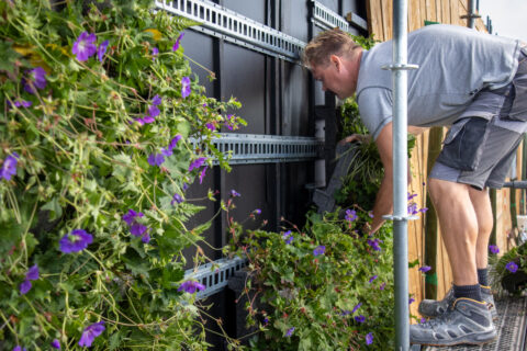 Innovatie Groene gevel versterkt concreet meetbaar biodiversiteit