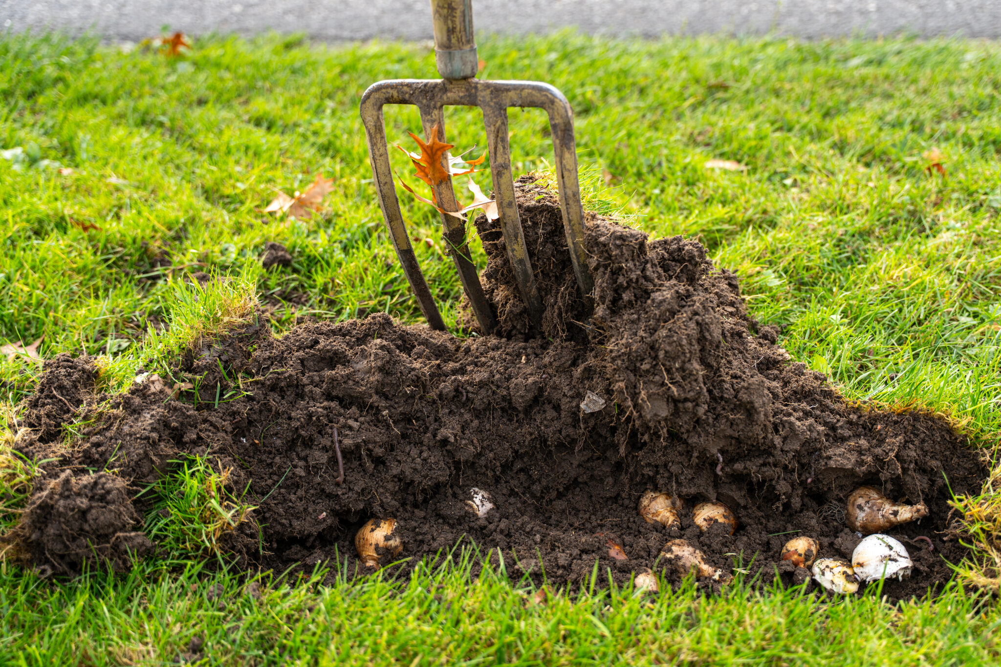 Omgeschepte aarde met bloembollen op bedrijventerrein de Wildeman
