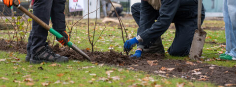 Innovatie Groen Geeft Energie - Heggen Plantdag bij WilroffReitsma
