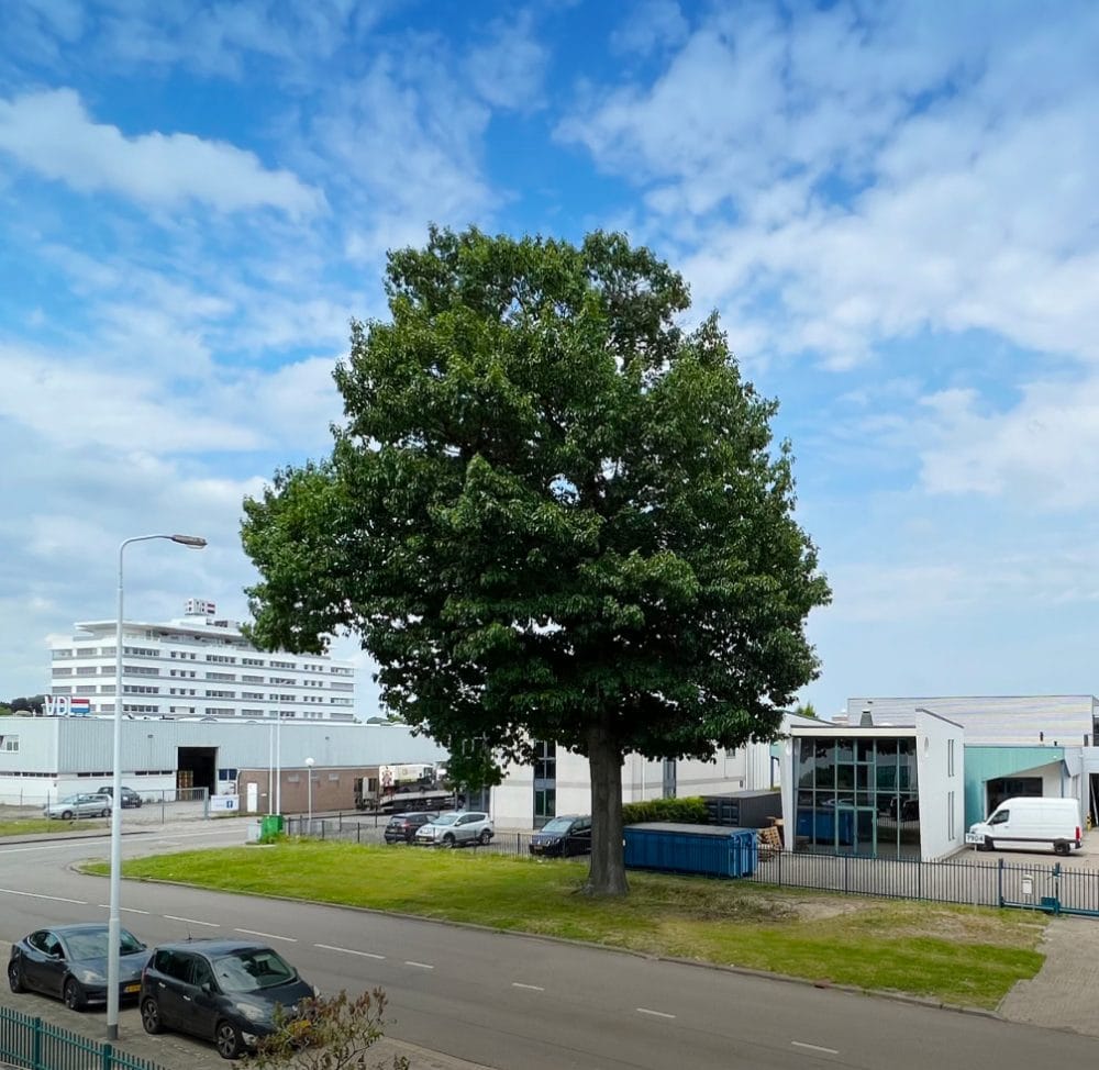 Grote boom centraal in een stedelijke omgeving met moderne gebouwen en blauwe lucht.