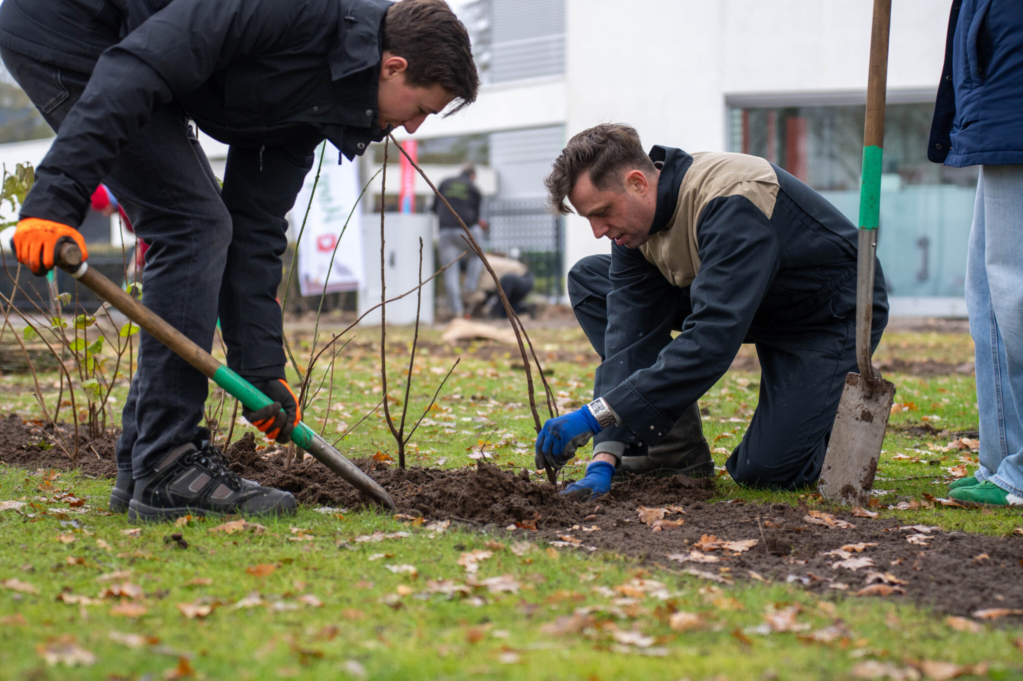 Nieuwe bomen planten voor duurzame werklandschappen en groene steden.