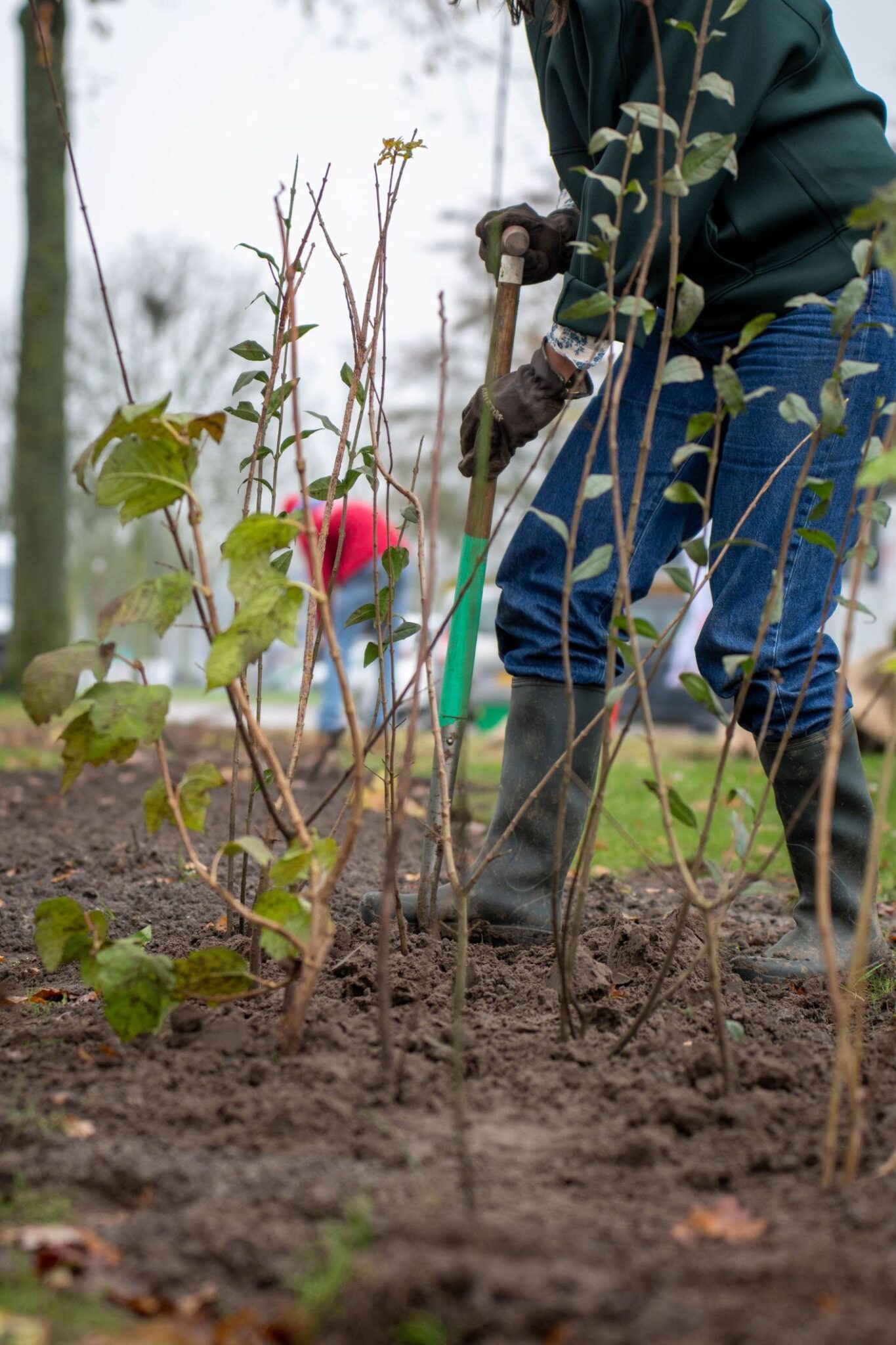 Nieuwe heg planten op bedrijventerrein voor vergroening en duurzame ontwikkeling.