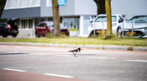 Scholekster steekt een straat over.